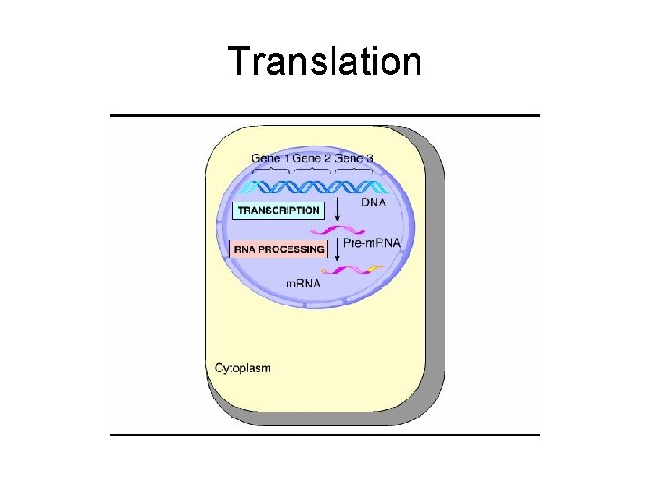 THE FLOW OF GENETIC INFORMATION FROM DNA TO
