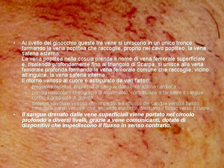 • Al livello del ginocchio queste tre vene si uniscono in un unico • Al livello del ginocchio queste tre vene si uniscono in un unico