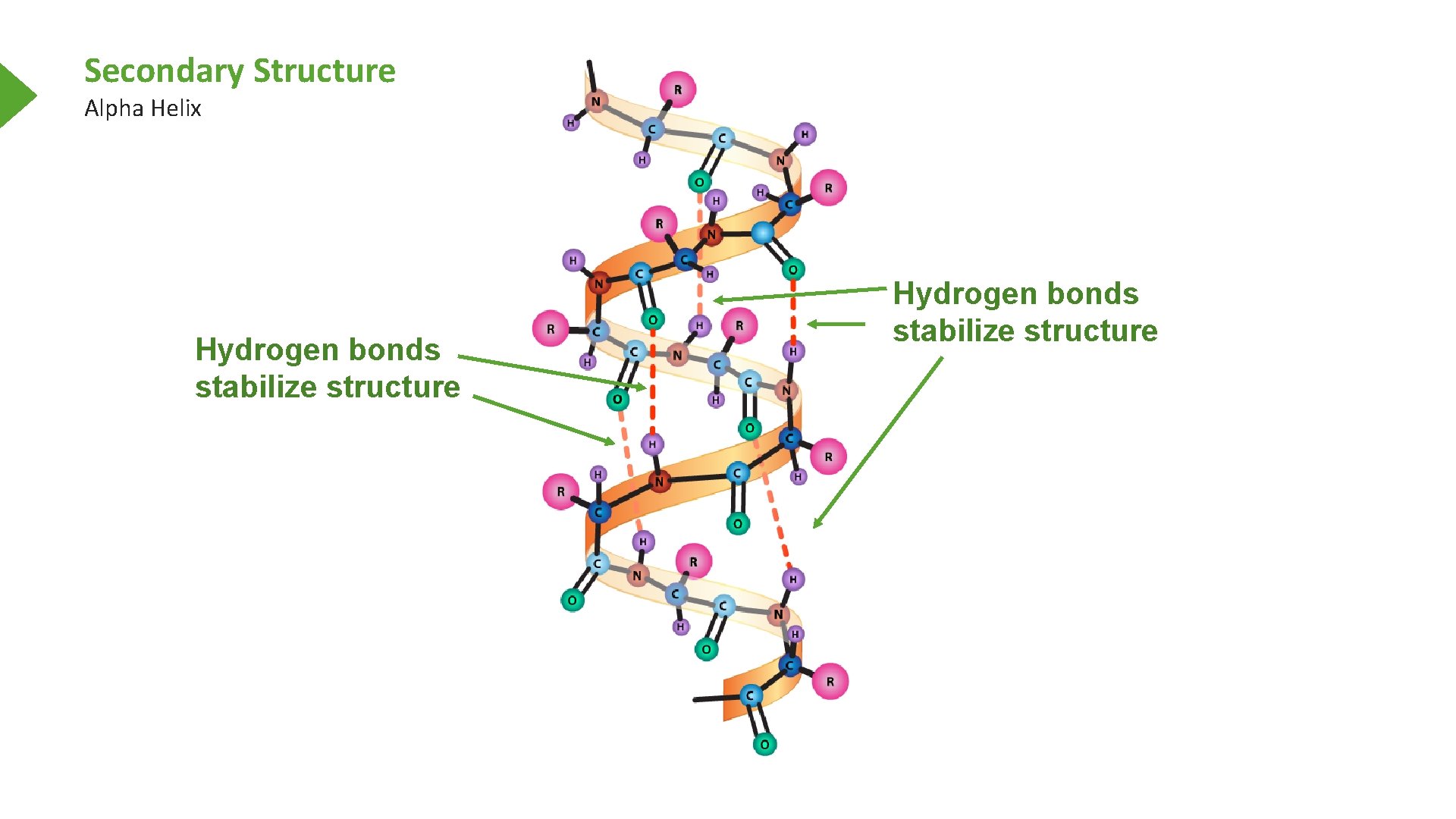 Secondary Structure Alpha Helix Hydrogen bonds stabilize structure 