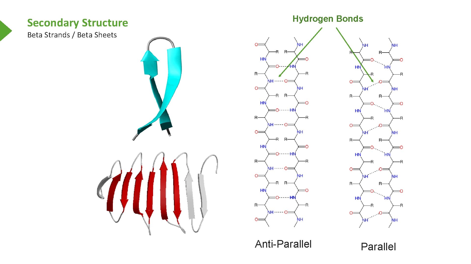 Secondary Structure Hydrogen Bonds Beta Strands / Beta Sheets Anti-Parallel 