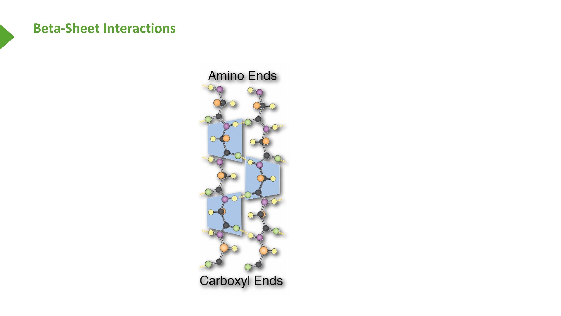 Beta-Sheet Interactions 