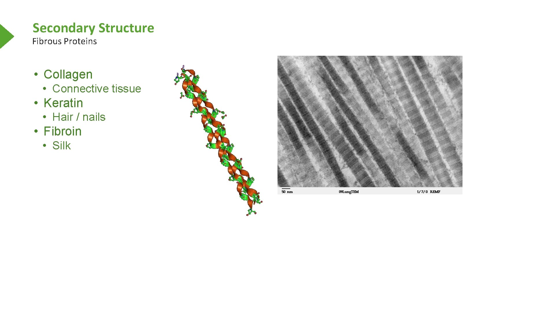 Secondary Structure Fibrous Proteins • Collagen • Connective tissue • Keratin • Hair /