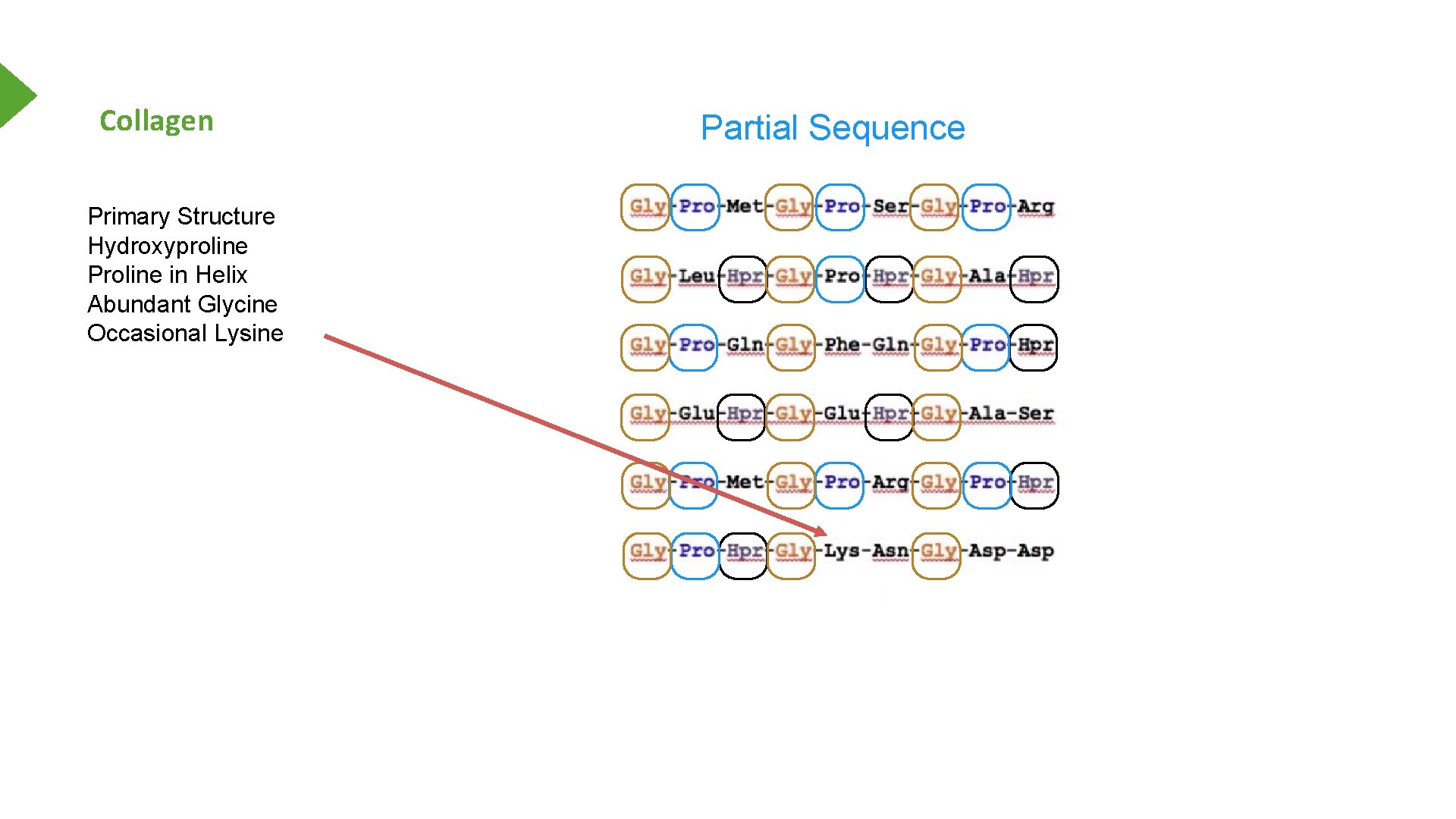 Collagen Primary Structure Hydroxyproline Proline in Helix Abundant Glycine Occasional Lysine Partial Sequence 