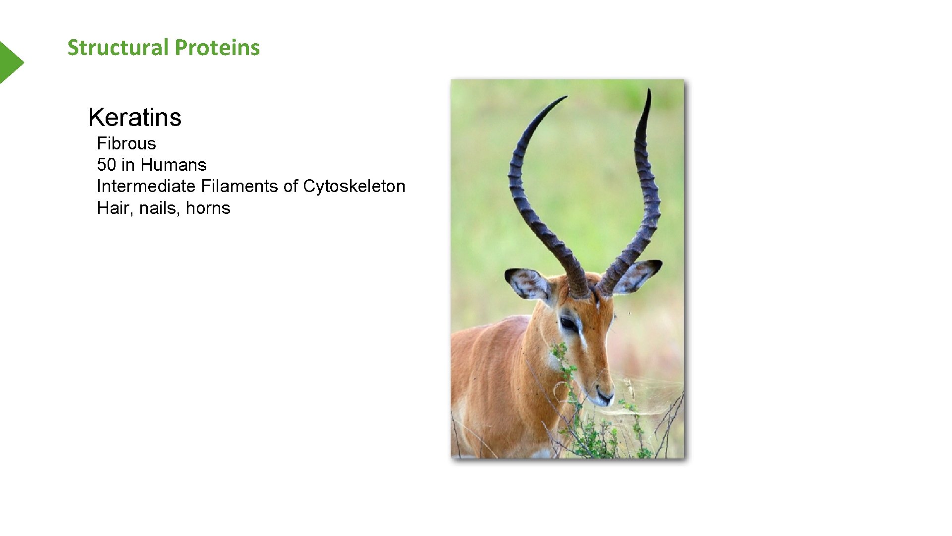 Structural Proteins Keratins Fibrous 50 in Humans Intermediate Filaments of Cytoskeleton Hair, nails, horns