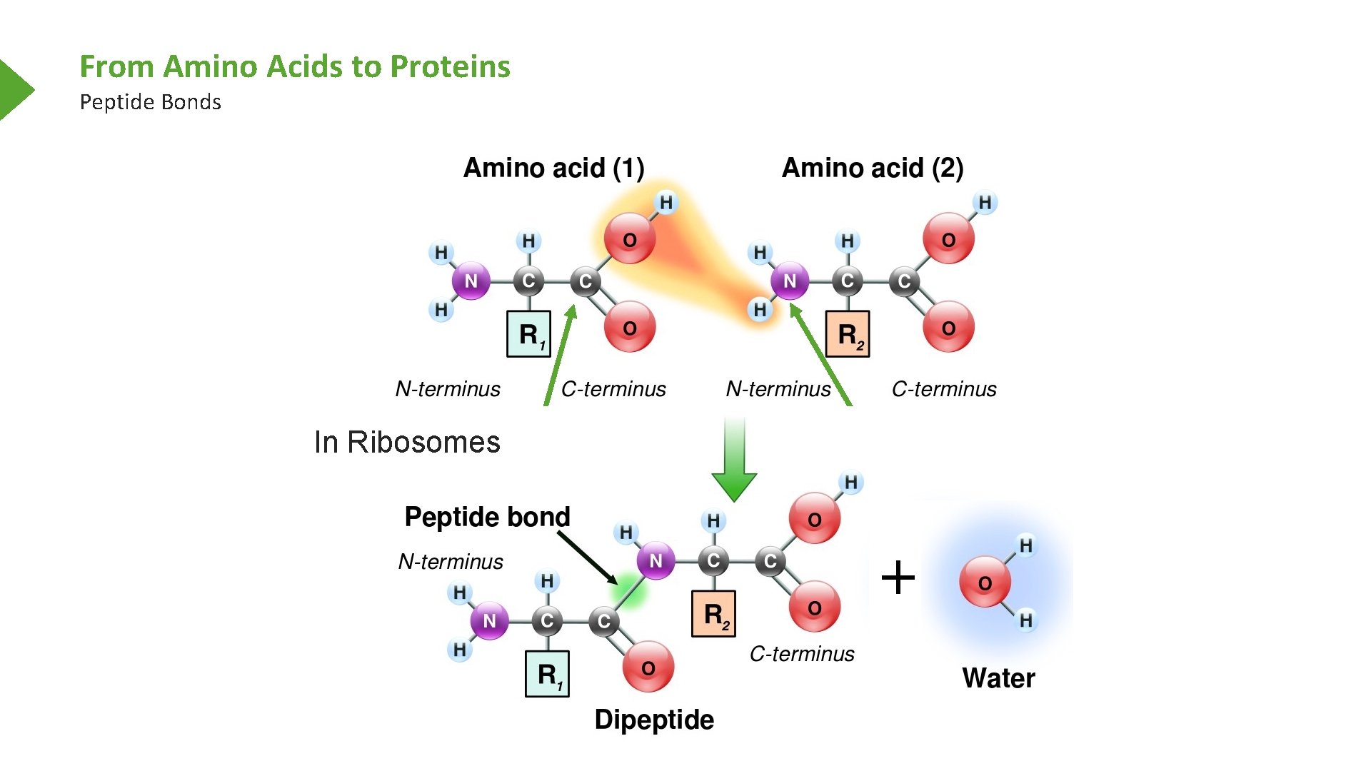 From Amino Acids to Proteins Peptide Bonds In Ribosomes Alpha Carboxyl Alpha Amine 