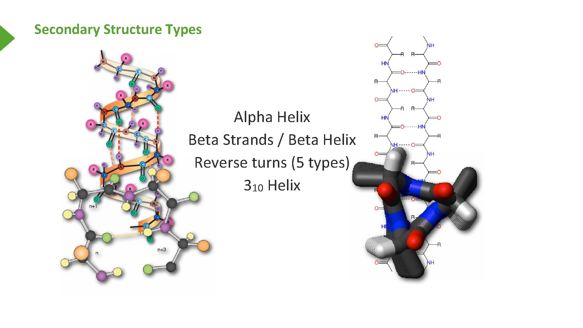 Secondary Structure Types Alpha Helix Beta Strands / Beta Helix Reverse turns (5 types)