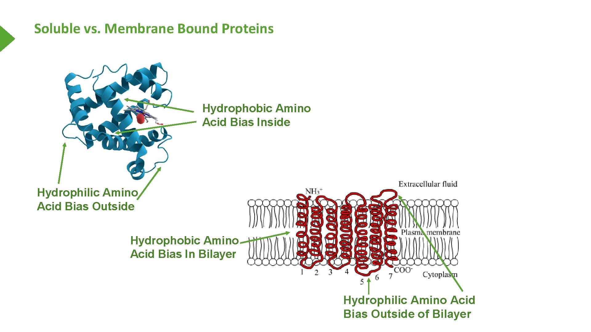 Soluble vs. Membrane Bound Proteins Hydrophobic Amino Acid Bias Inside Hydrophilic Amino Acid Bias