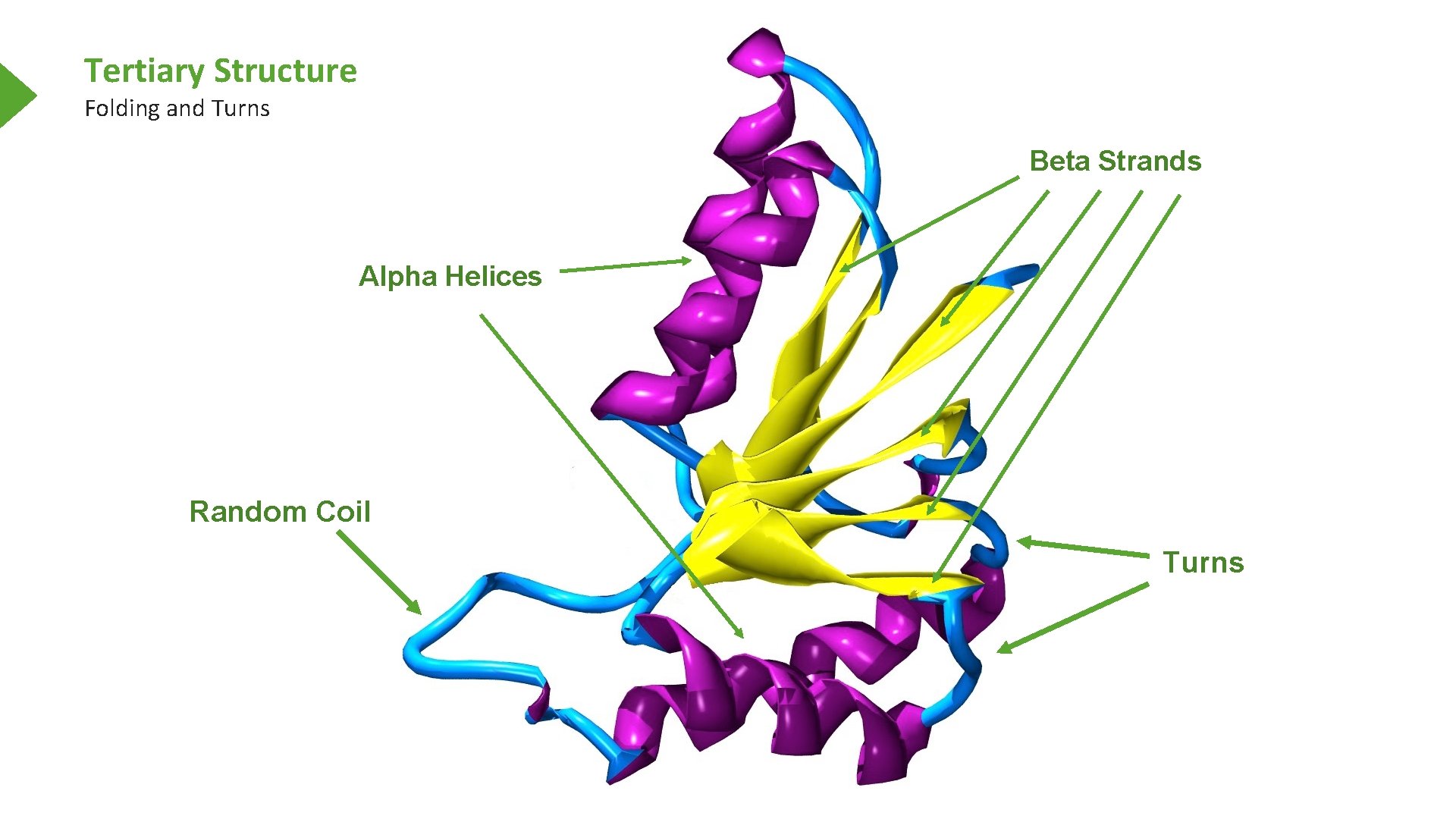 Tertiary Structure Folding and Turns Beta Strands Alpha Helices Random Coil Turns 