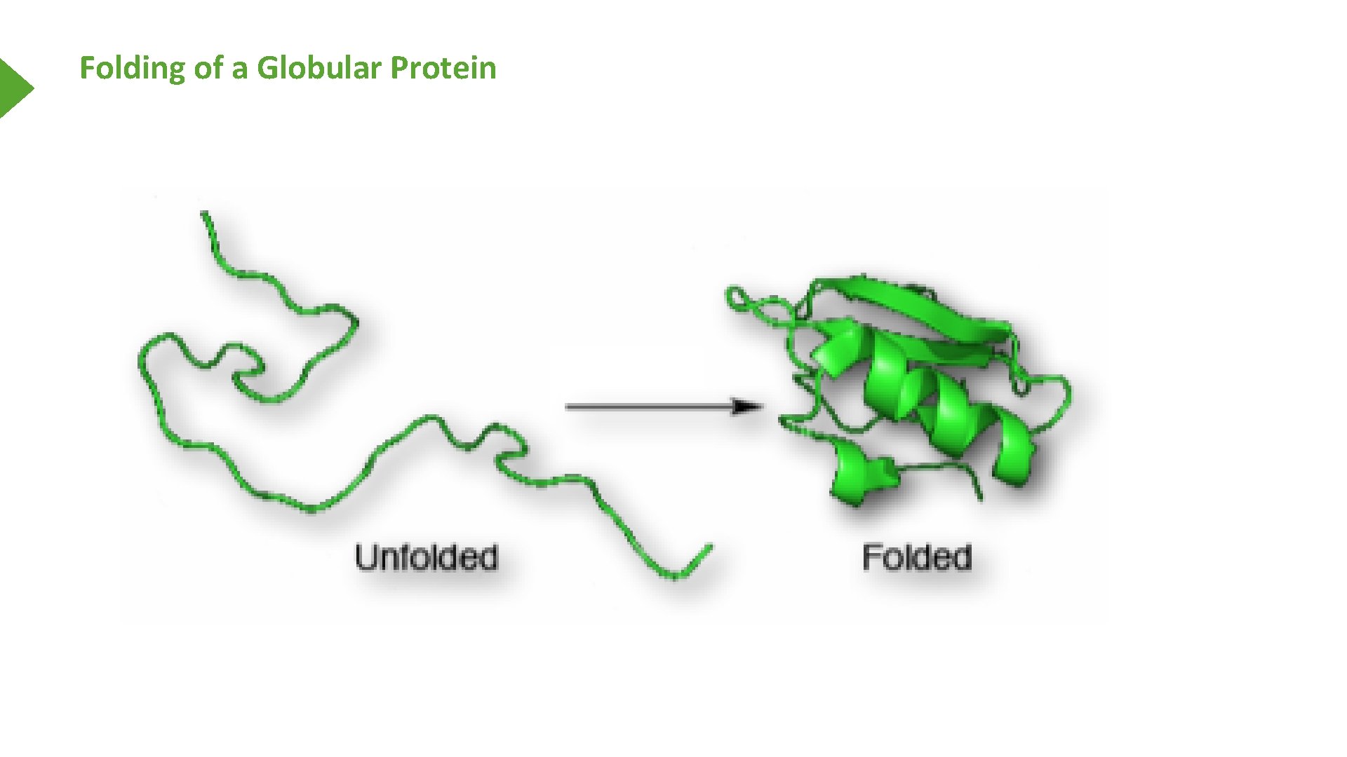 Folding of a Globular Protein 