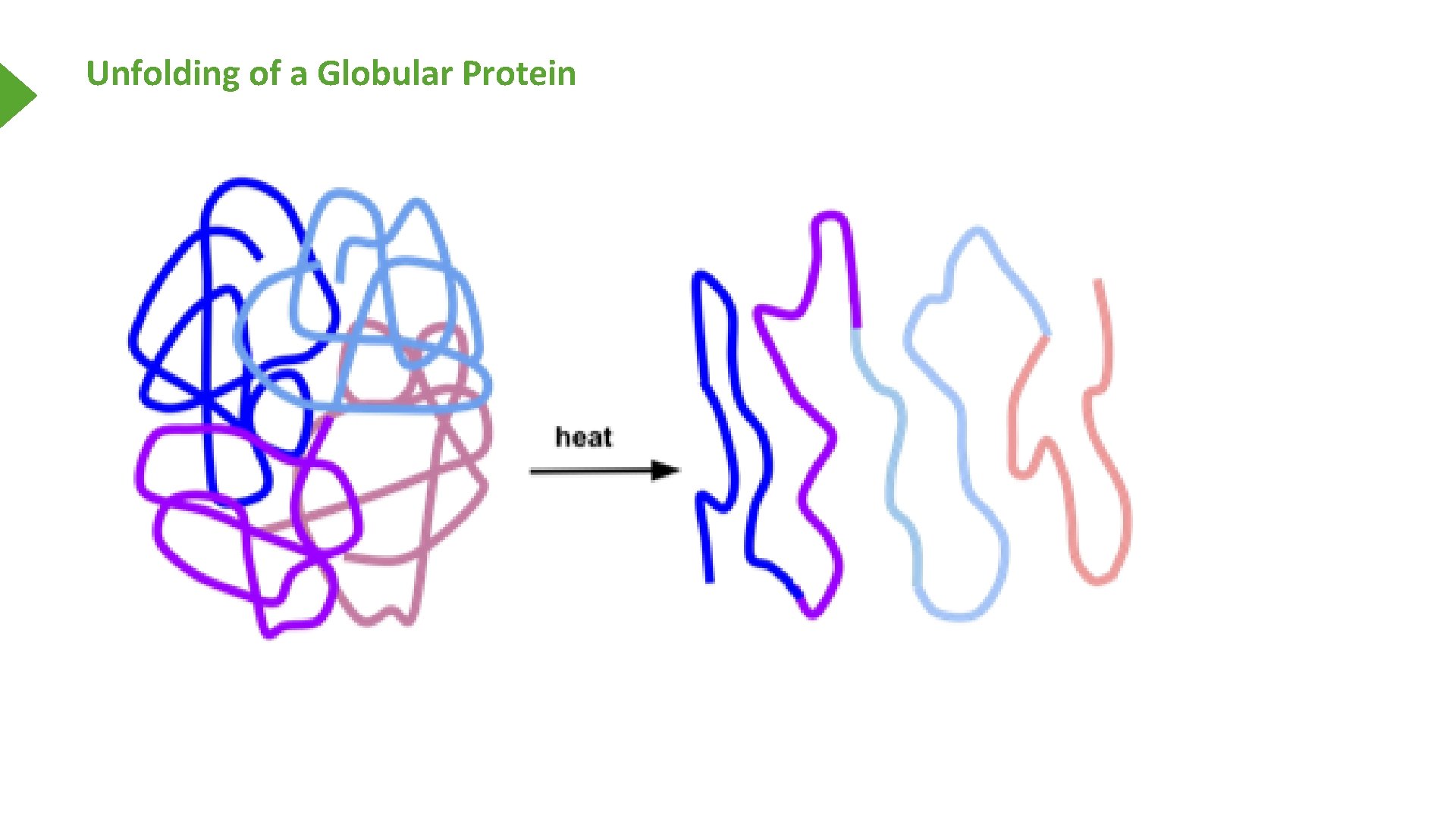 Unfolding of a Globular Protein 