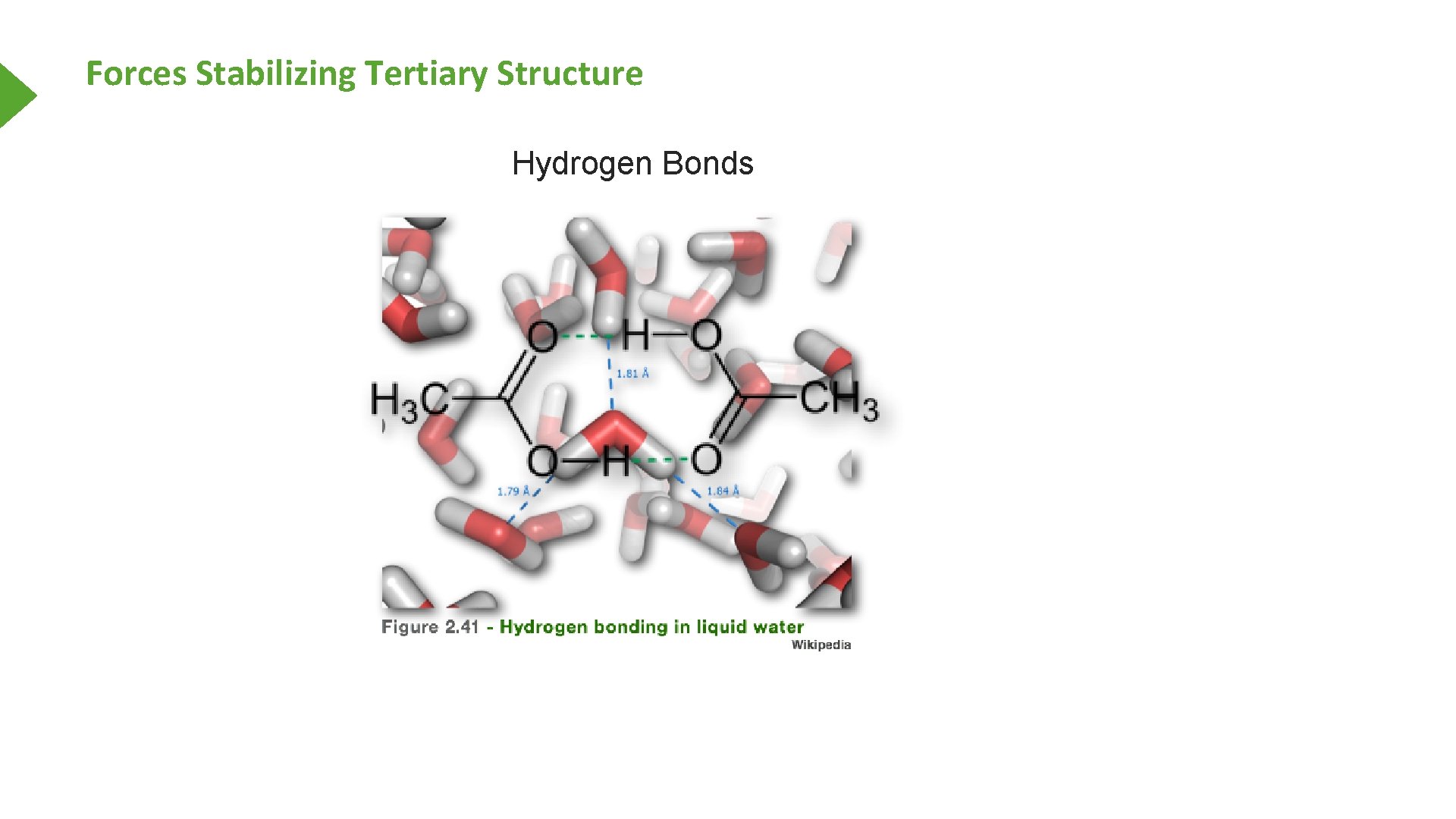 Forces Stabilizing Tertiary Structure Hydrogen Bonds 