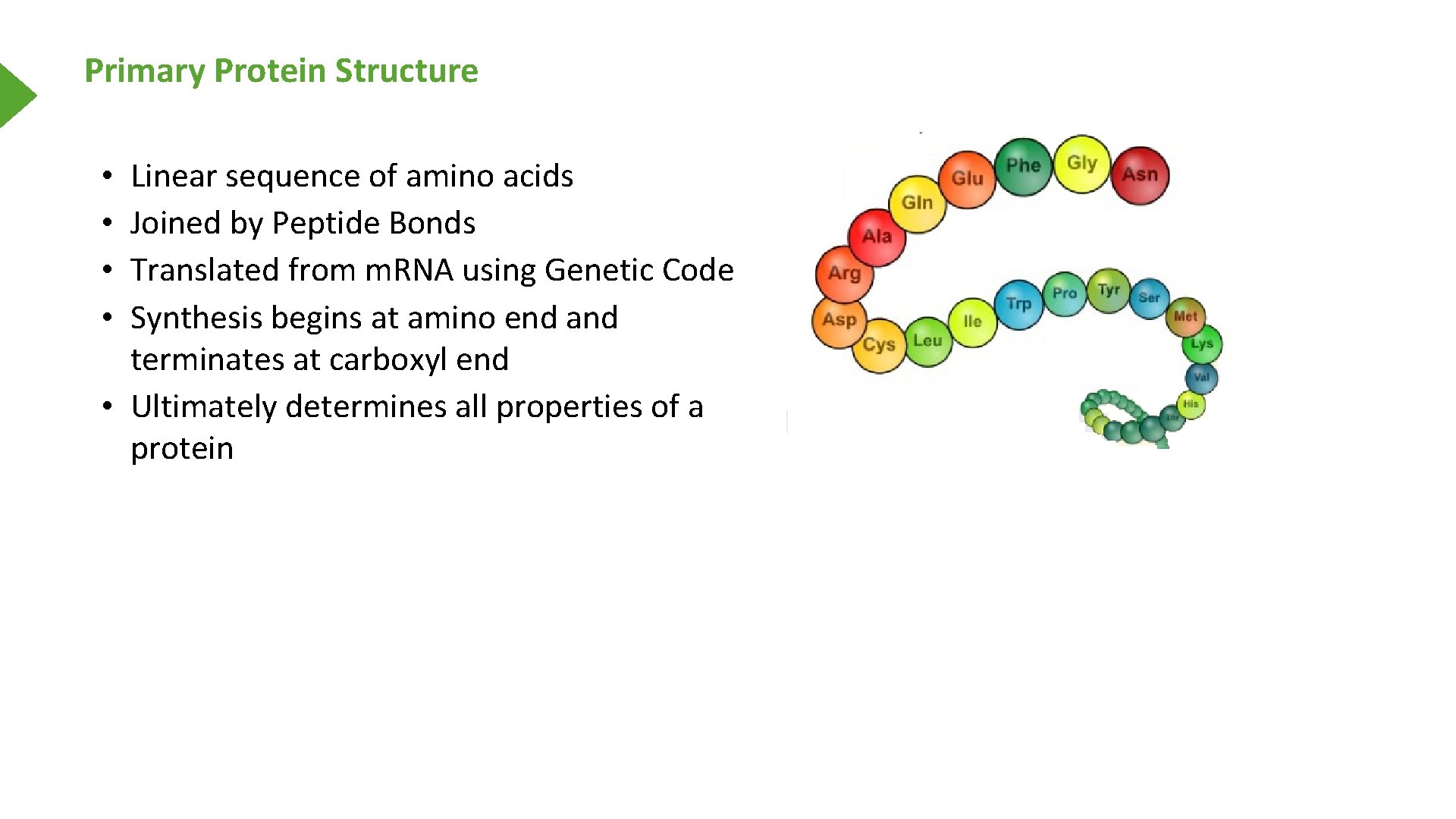 Primary Protein Structure Linear sequence of amino acids Joined by Peptide Bonds Translated from