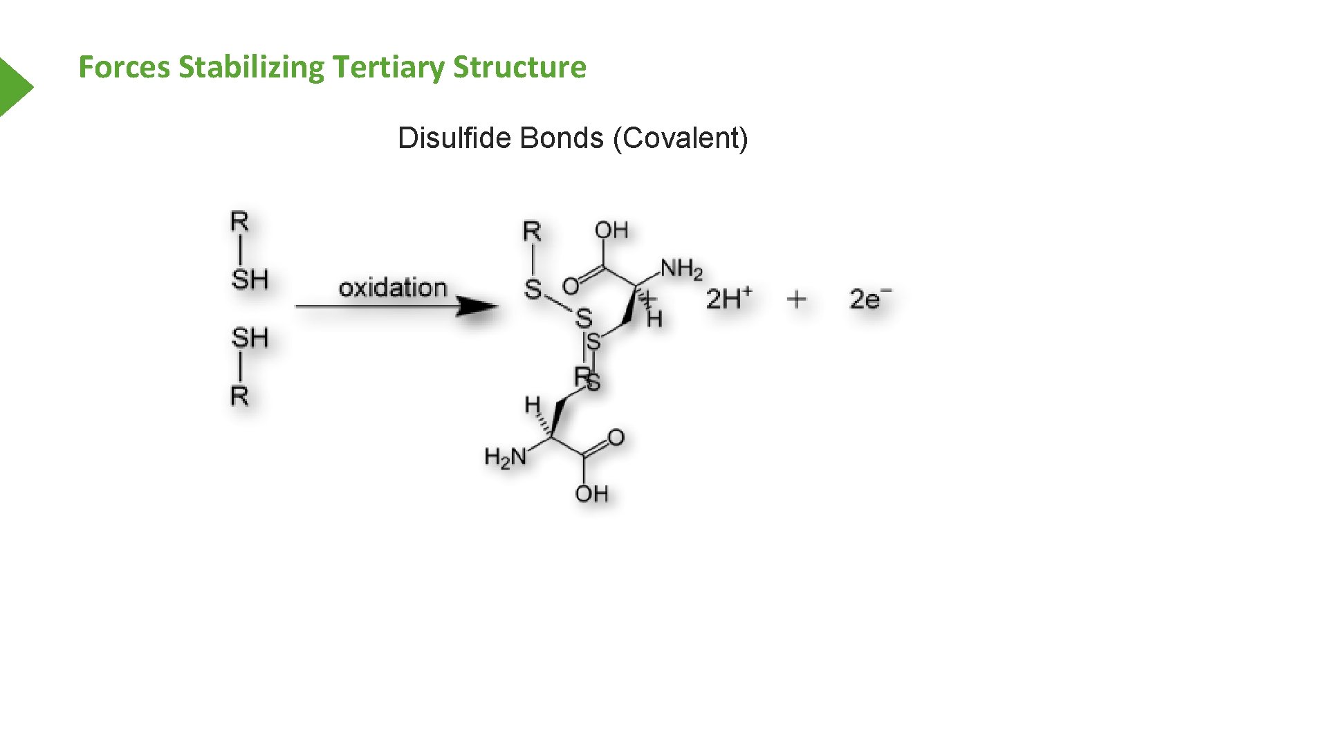 Forces Stabilizing Tertiary Structure Disulfide Bonds (Covalent) 