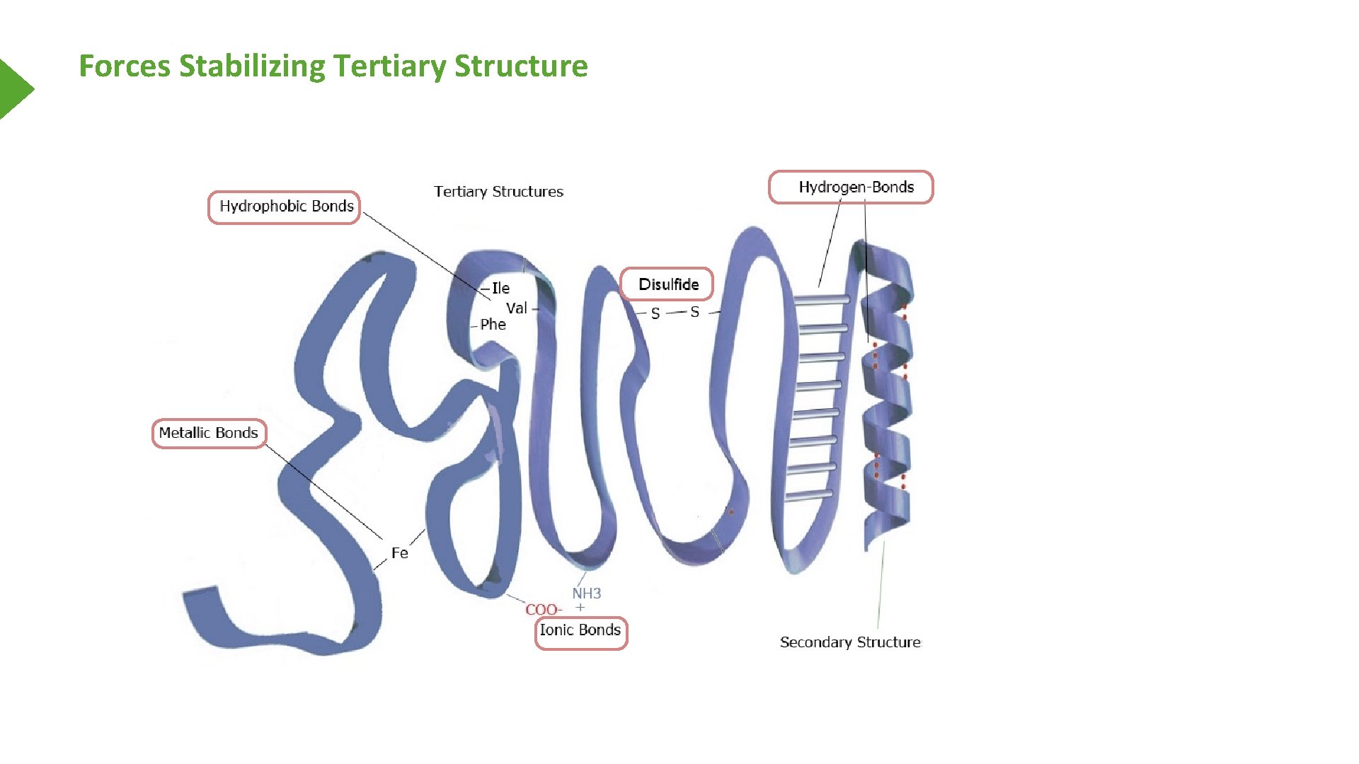 Forces Stabilizing Tertiary Structure 