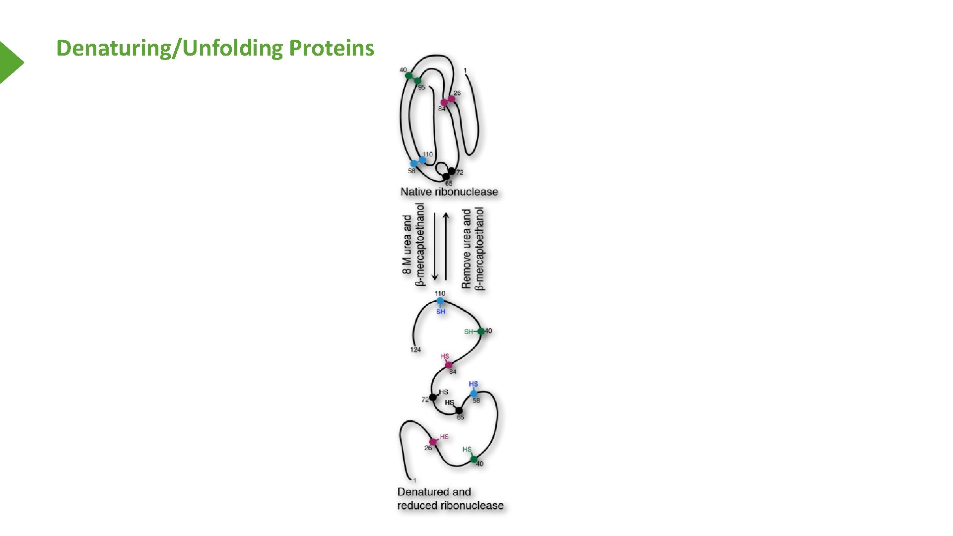 Denaturing/Unfolding Proteins 