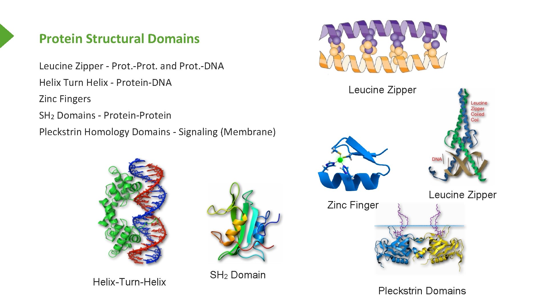 Protein Structural Domains Leucine Zipper - Prot. -Prot. and Prot. -DNA Helix Turn Helix