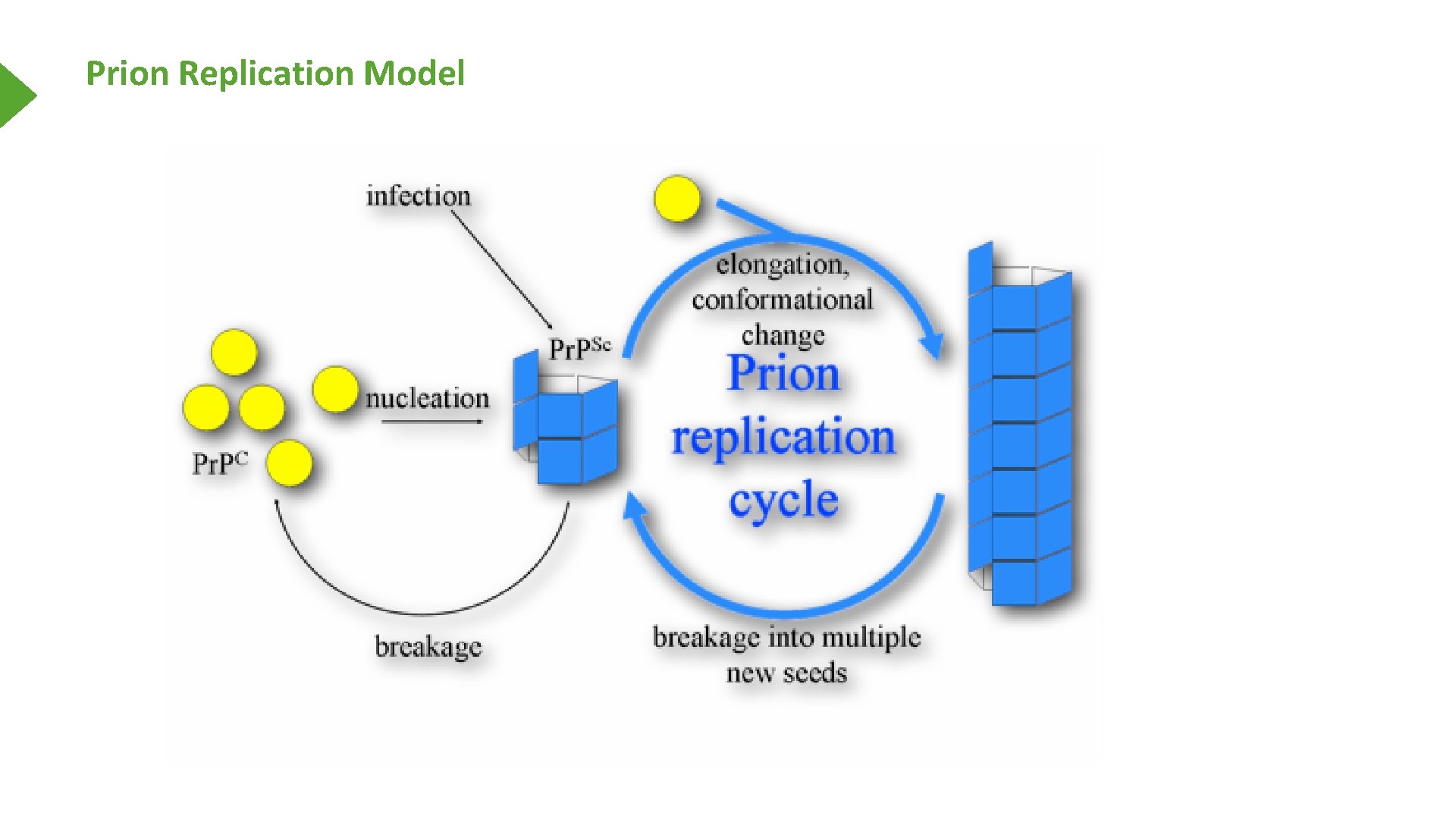 Prion Replication Model 