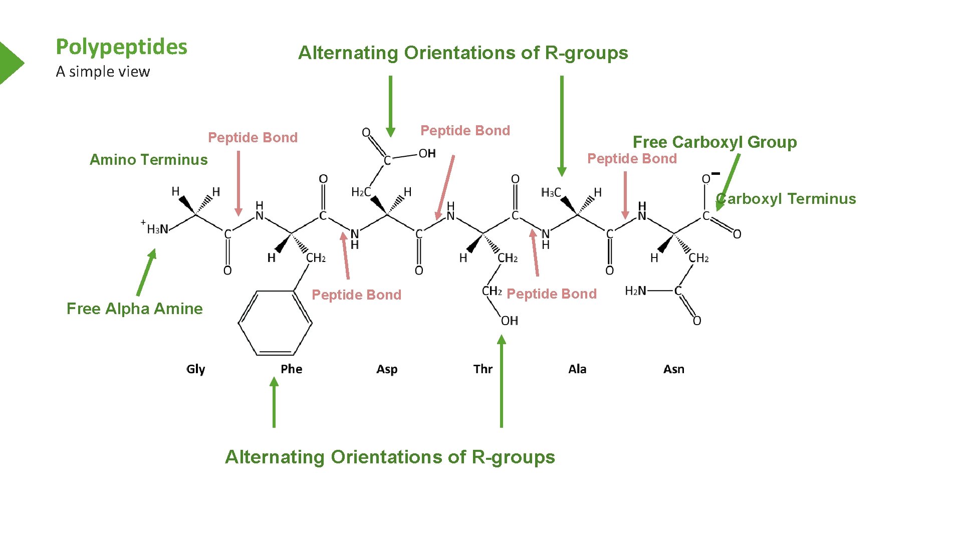 Polypeptides Alternating Orientations of R-groups A simple view Peptide Bond Free Carboxyl Group Peptide