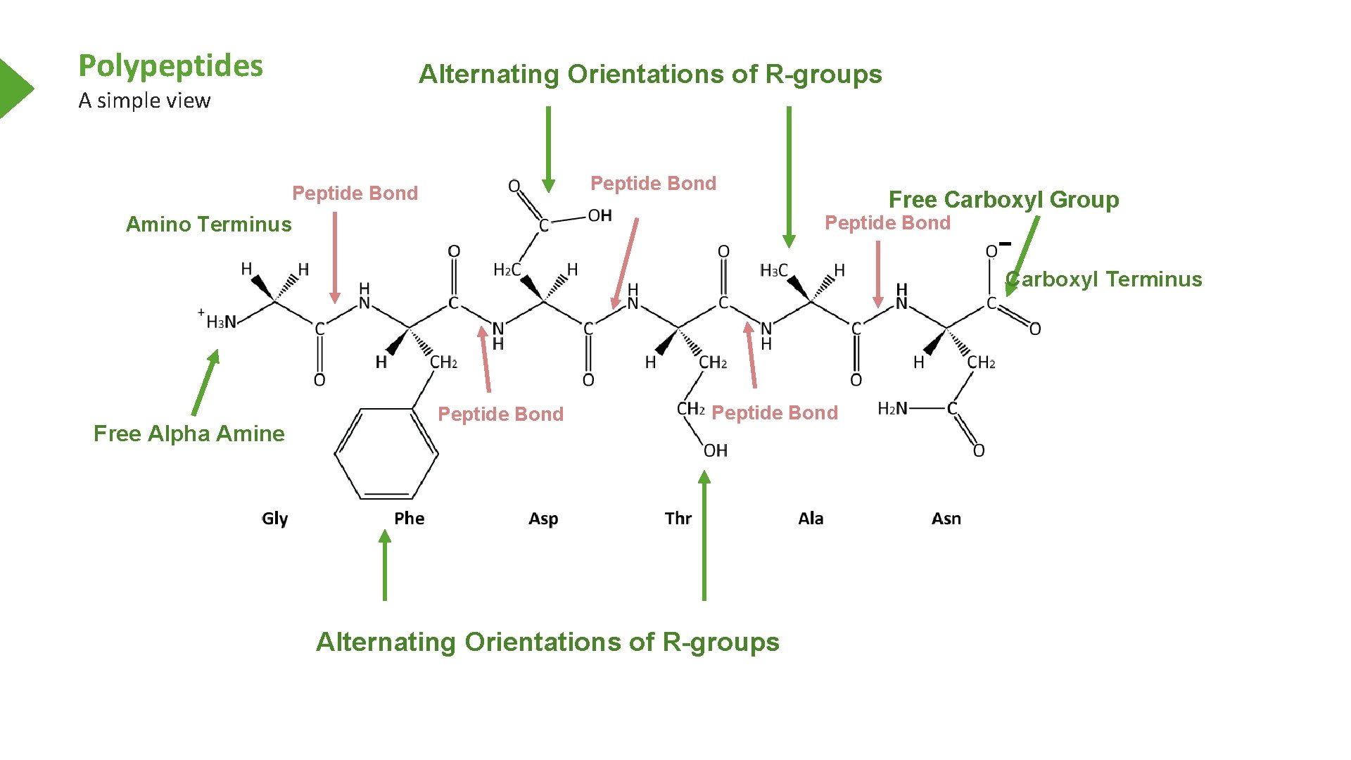 Polypeptides Alternating Orientations of R-groups A simple view Peptide Bond Free Carboxyl Group Peptide