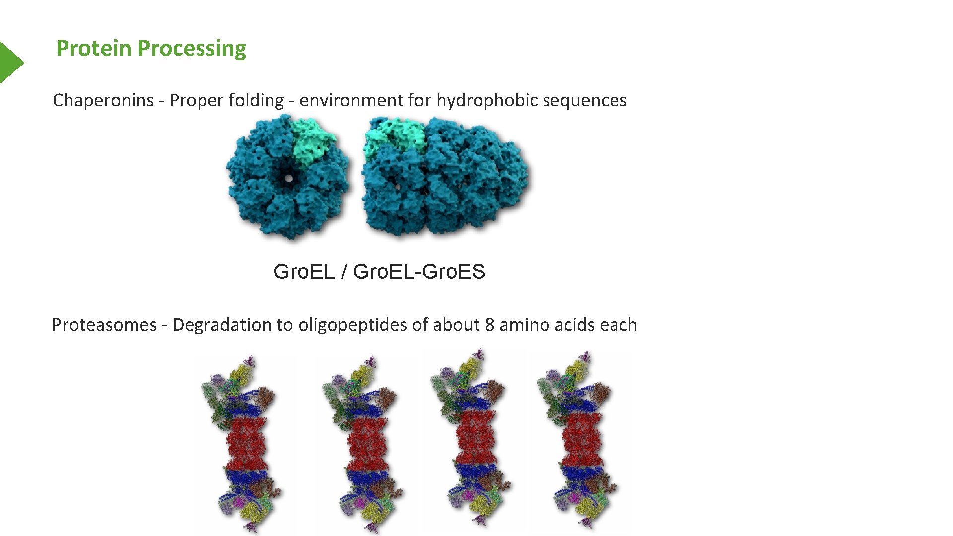 Protein Processing Chaperonins - Proper folding - environment for hydrophobic sequences Gro. EL /