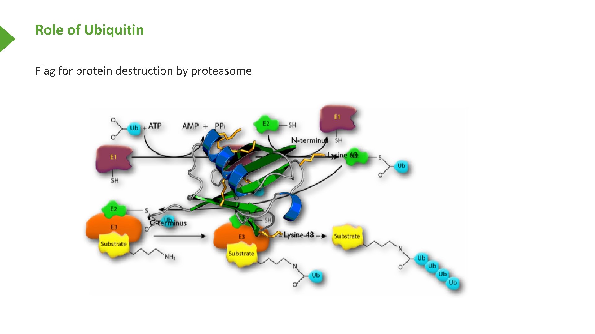 Role of Ubiquitin Flag for protein destruction by proteasome 