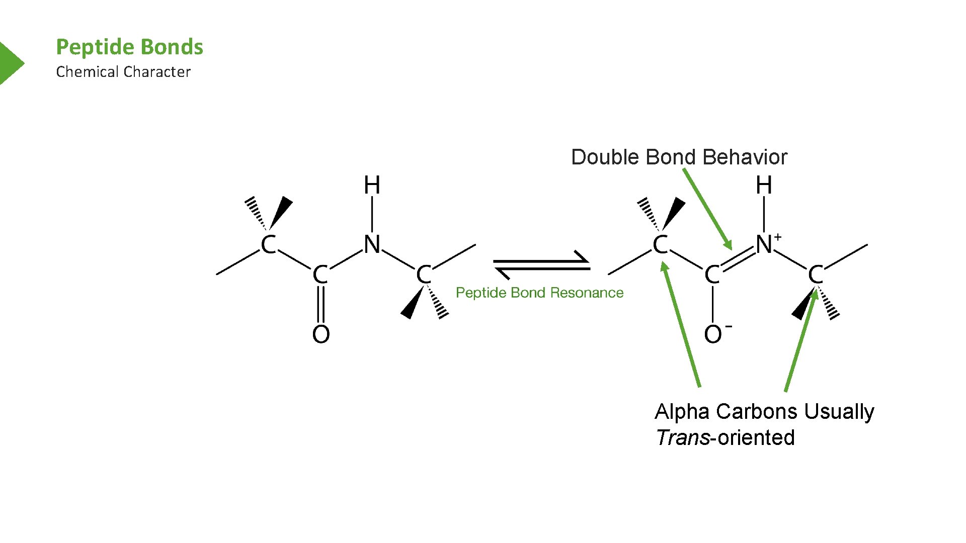 Peptide Bonds Chemical Character Double Bond Behavior Alpha Carbons Usually Trans-oriented 