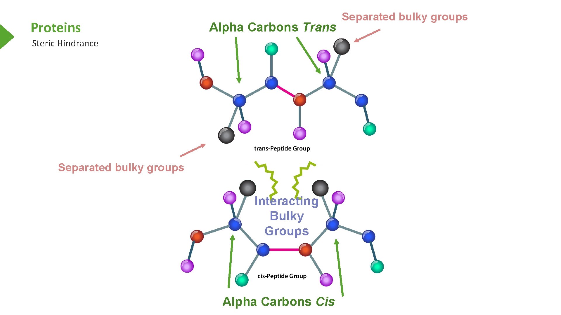 Proteins Alpha Carbons Trans Steric Hindrance Separated bulky groups Interacting Bulky Groups Alpha Carbons