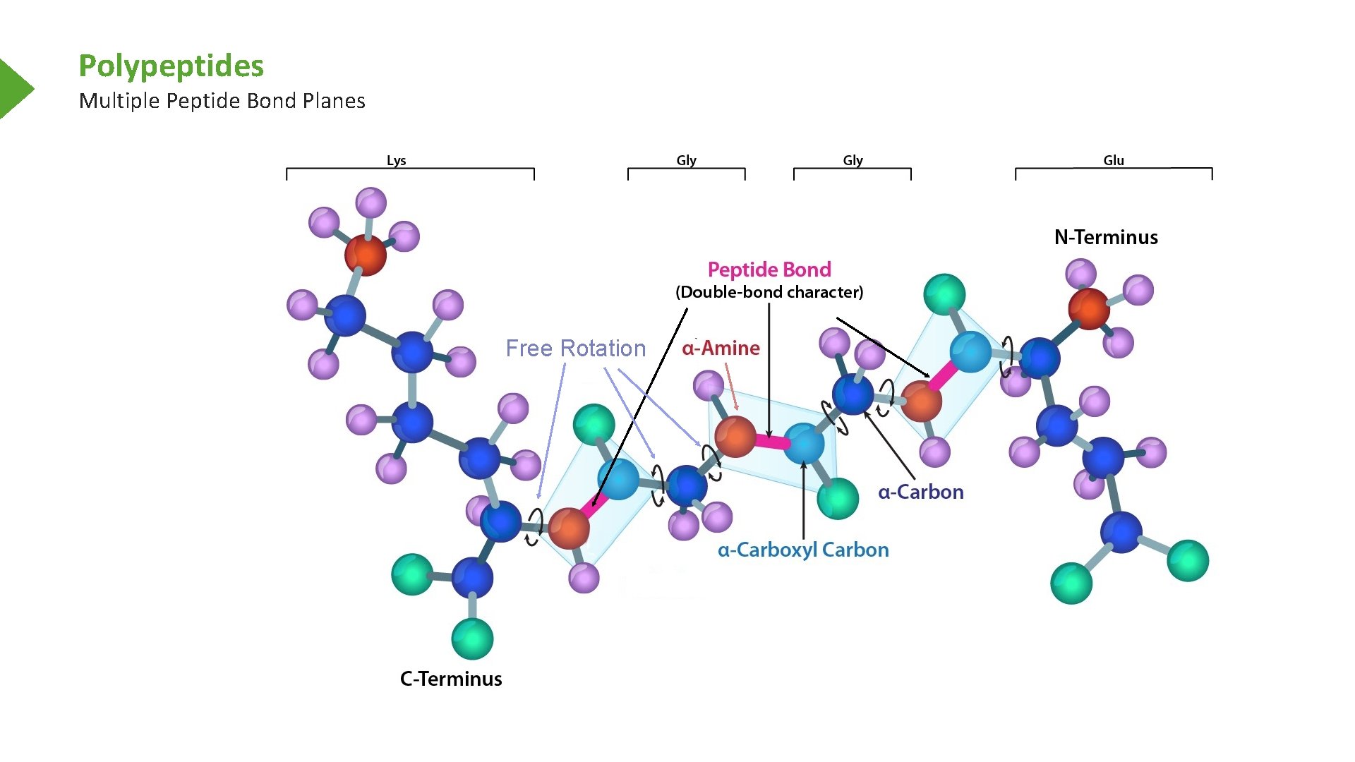 Polypeptides Multiple Peptide Bond Planes Free Rotation 