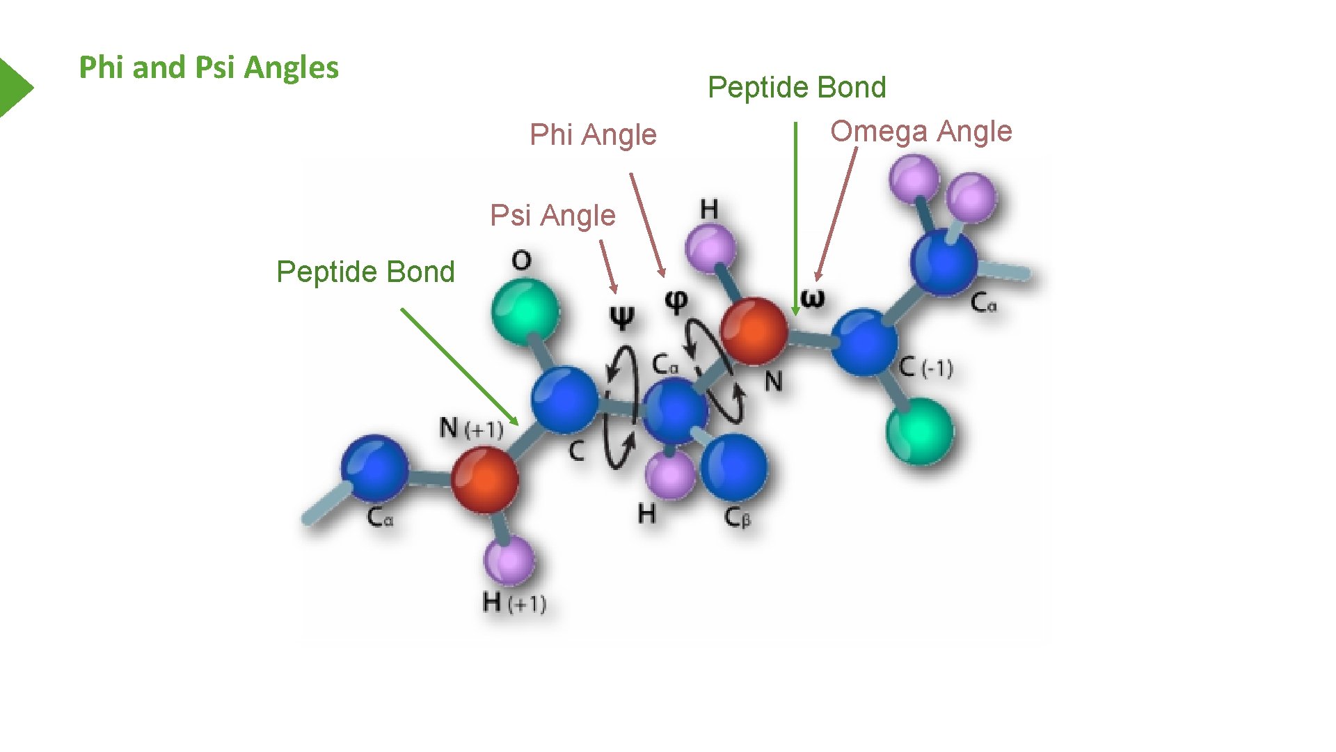 Phi and Psi Angles Phi Angle Psi Angle Peptide Bond Omega Angle 