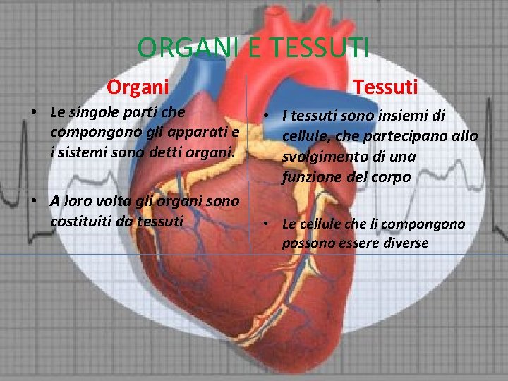 ORGANI E TESSUTI Organi • Le singole parti che compongono gli apparati e i