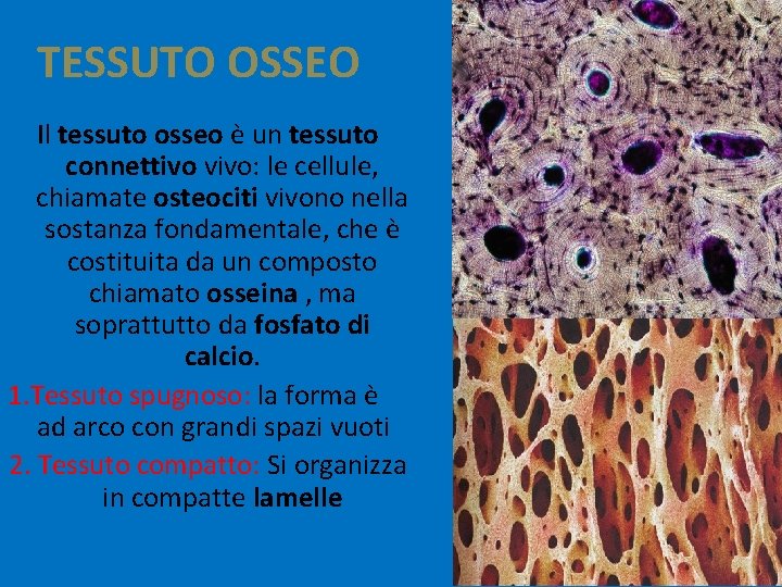 TESSUTO OSSEO Il tessuto osseo è un tessuto connettivo vivo: le cellule, chiamate osteociti