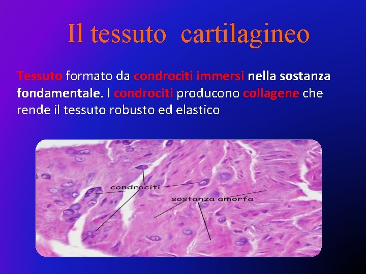 Il tessuto cartilagineo Tessuto formato da condrociti immersi nella sostanza fondamentale. I condrociti producono