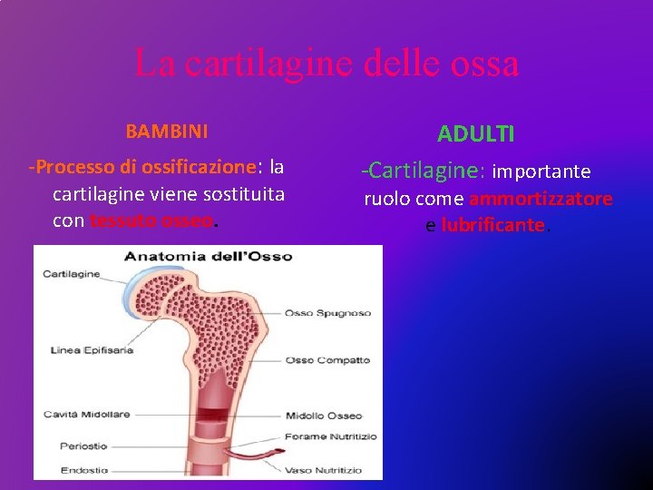 La cartilagine delle ossa BAMBINI -Processo di ossificazione: la cartilagine viene sostituita con tessuto