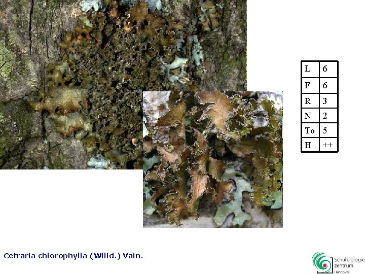 L 6 F 6 R 3 N 2 To 5 H Cetraria chlorophylla (Willd.