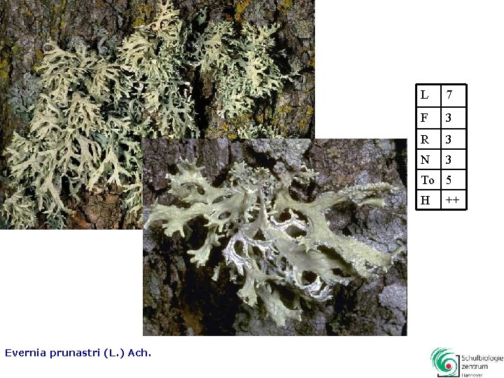 L 7 F 3 R 3 N 3 To 5 H Evernia prunastri (L.