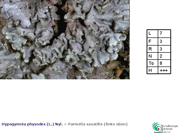  Hypogymnia physodes (L. ) Nyl. + Parmelia saxatilis (links oben) L 7 F