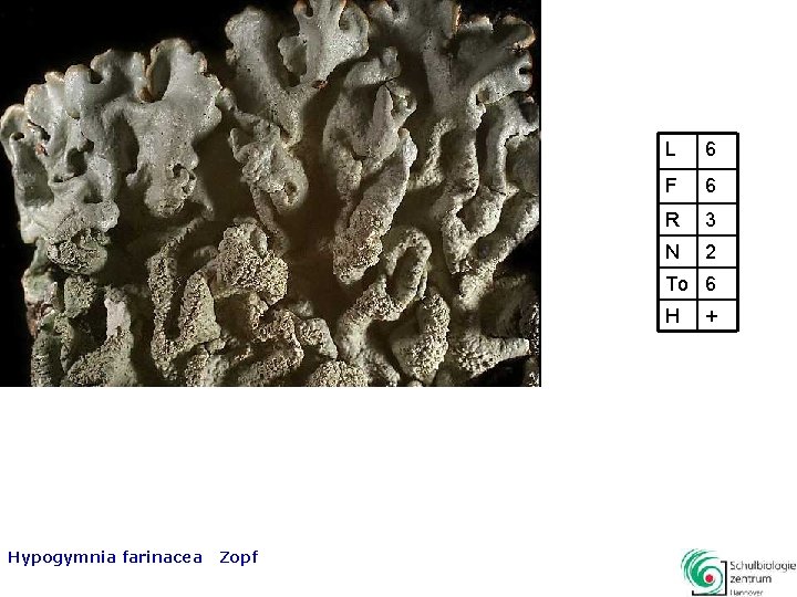 L 6 F 6 R 3 N 2 To 6 H Hypogymnia farinacea Zopf