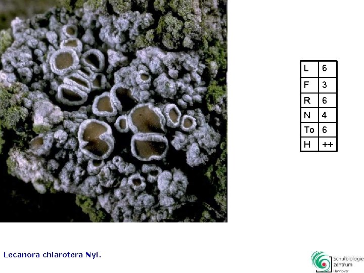 L 6 F 3 R 6 N 4 To 6 H Lecanora chlarotera Nyl.