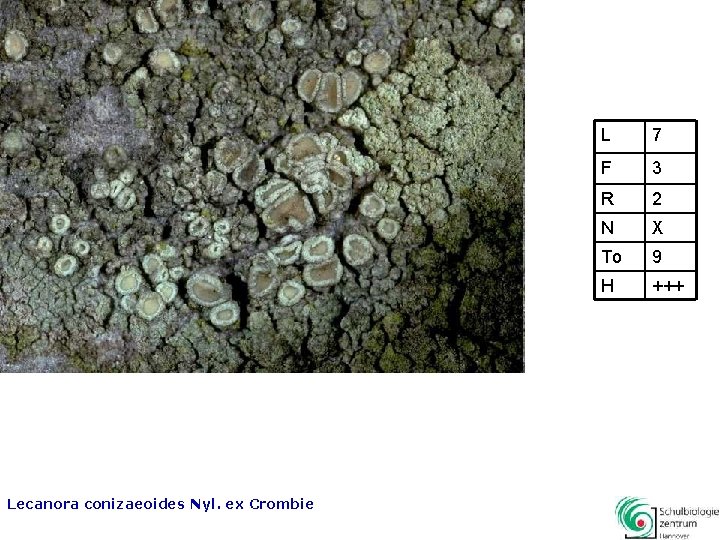 Lecanora conizaeoides Nyl. ex Crombie L 7 F 3 R 2 N X To