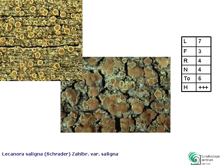 Lecanora saligna (Schrader) Zahlbr. var. saligna L 7 F 3 R 4 N 4