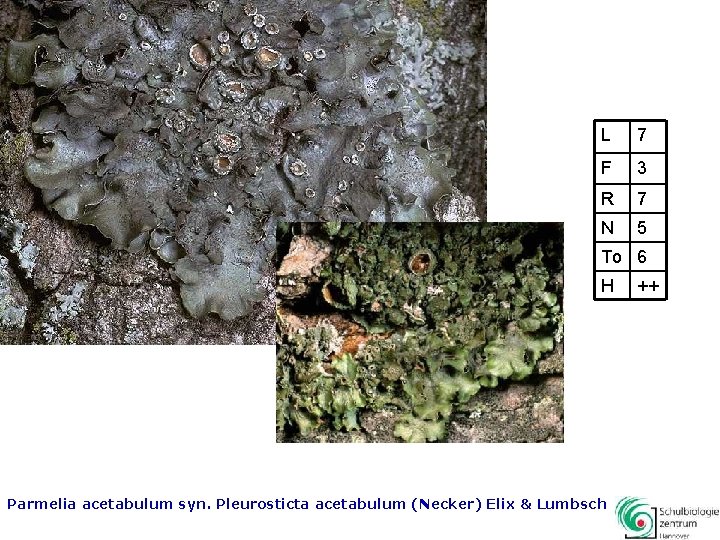 L 7 F 3 R 7 N 5 To 6 H Parmelia acetabulum syn.