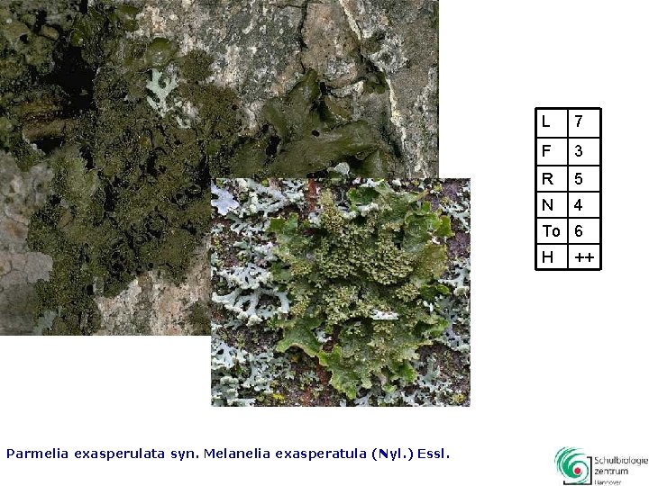 L 7 F 3 R 5 N 4 To 6 H Parmelia exasperulata syn.
