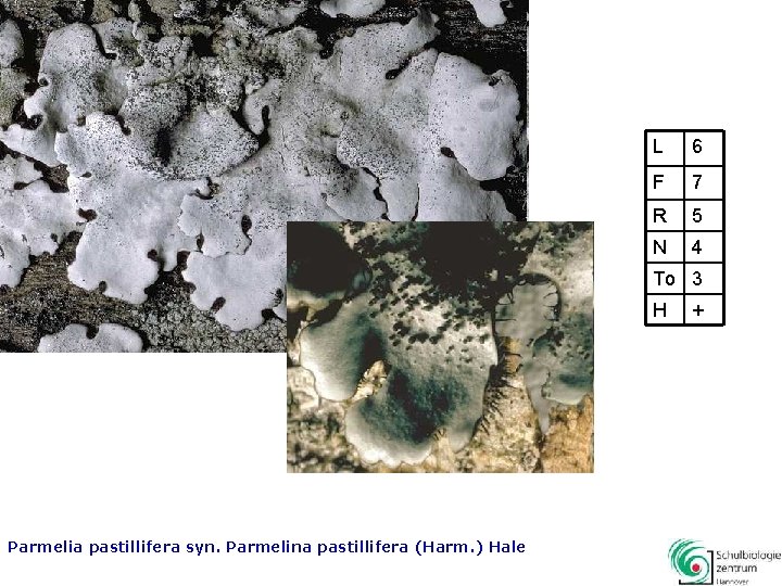 L 6 F 7 R 5 N 4 To 3 H Parmelia pastillifera syn.