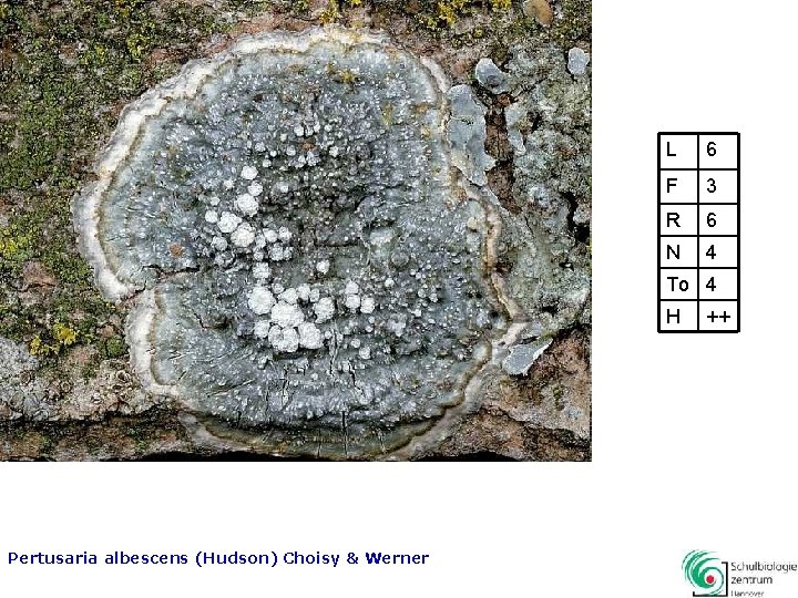 L 6 F 3 R 6 N 4 To 4 H Pertusaria albescens (Hudson)