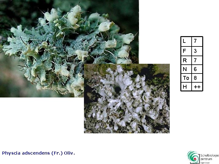 L 7 F 3 R 7 N 6 To 8 H Physcia adscendens (Fr.