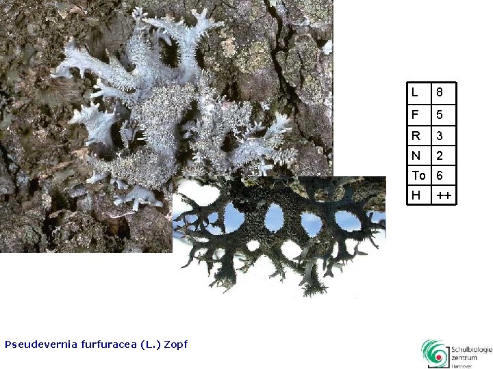 L 8 F 5 R 3 N 2 To 6 H Pseudevernia furfuracea (L.