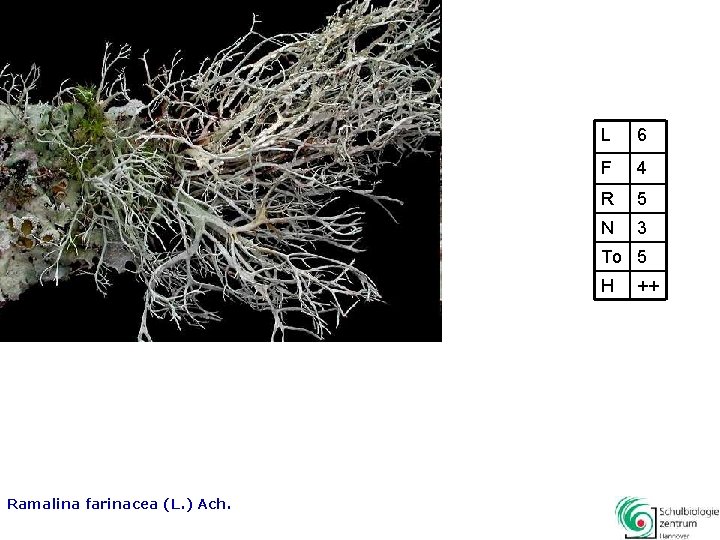 L 6 F 4 R 5 N 3 To 5 H Ramalina farinacea (L.