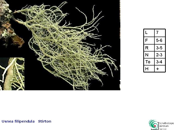 Usnea filipendula Stirton L 7 F 5 -6 R 3 -5 N 2 -3