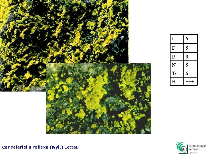 Candelariella reflexa (Nyl. ) Lettau L 6 F 5 R 5 N 5 To