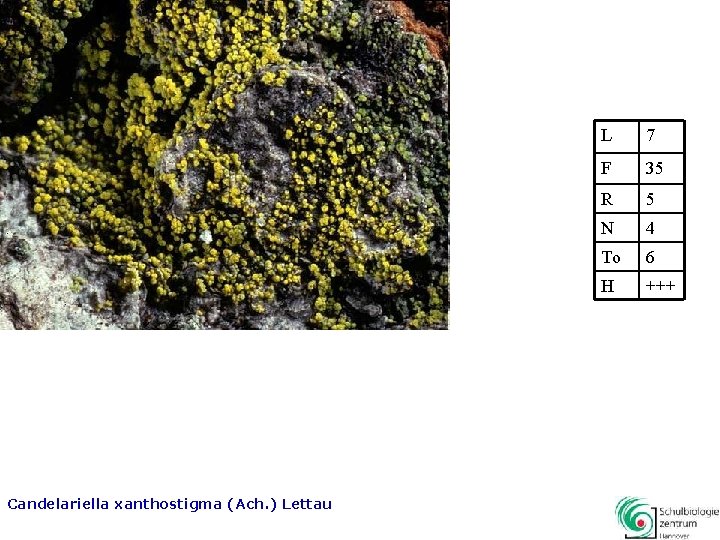 Candelariella xanthostigma (Ach. ) Lettau L 7 F 35 R 5 N 4 To